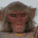 Illustration for article titled Why did humans and monkeys evolve to hate the color red?
